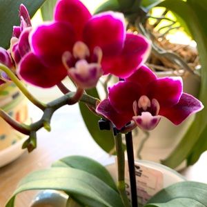 Meet your Posher, Pat